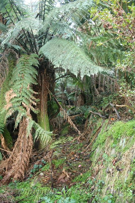 Tree fern gully, Pirianda Gardens IMG_7060.JPG